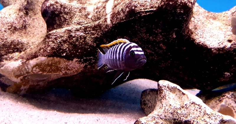 Cynotilapia zebroides 'Likoma Island'